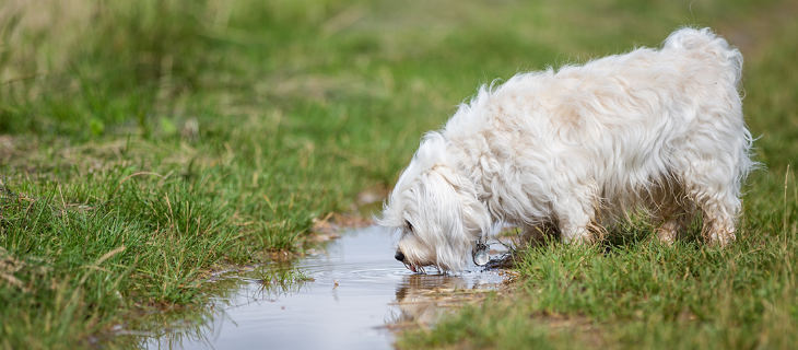 Hvid hund drikker fra mudret vand