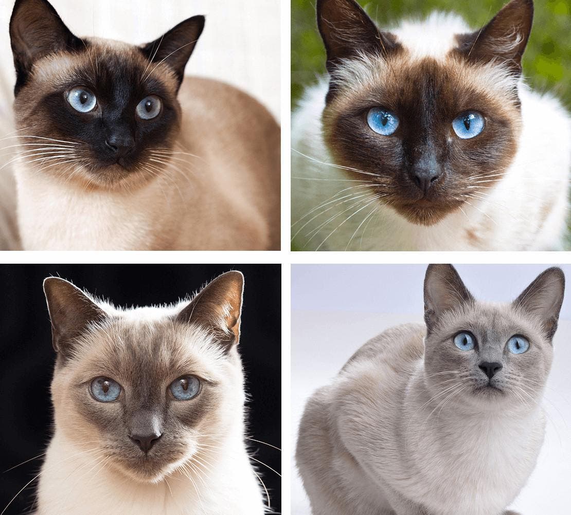 Quatro imagens em detalhe da raça de gatos siameses