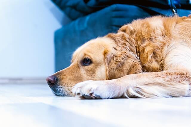 Um cachorro deitado no chão