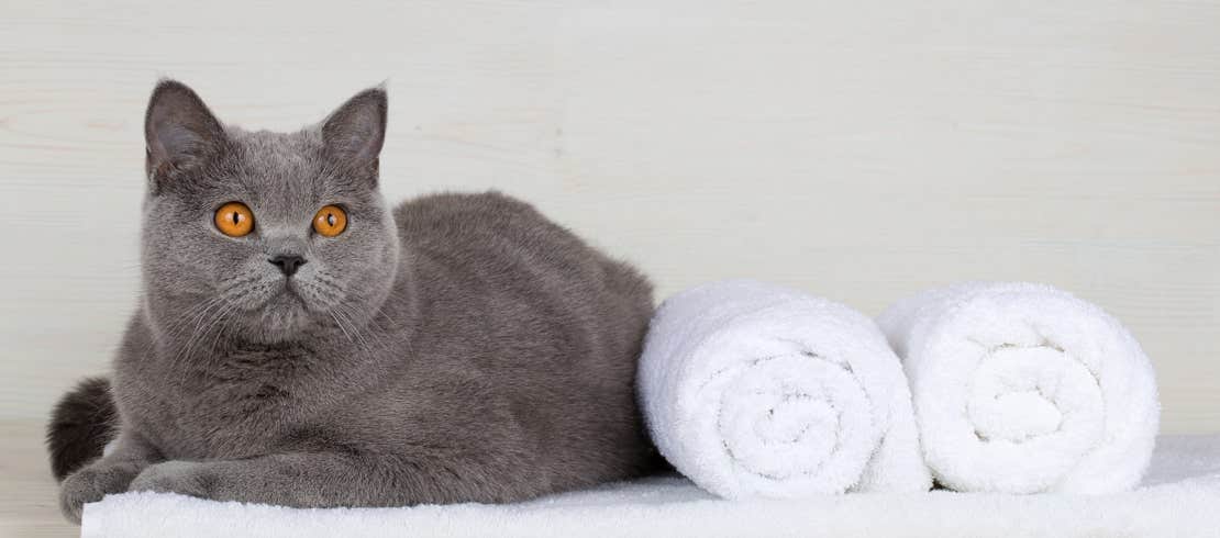 A British Shorthair cat sitting on a white towel with two towels rolled up next to it