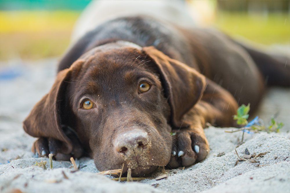 Bruine hond met puppy ogen 