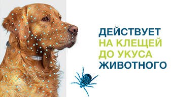 Собака под защитой Форесто®