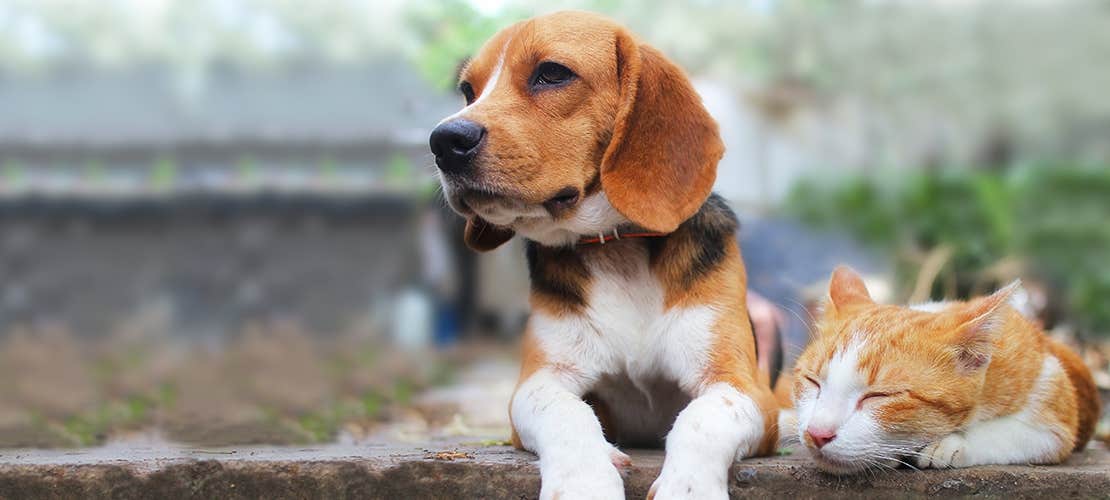 A tabby cat taking a nap next to a Beagle outside.
