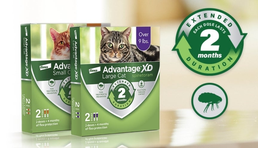 Product collection of Advantage™ XD for small cat and large cat with two-months duration icon and flea icon 