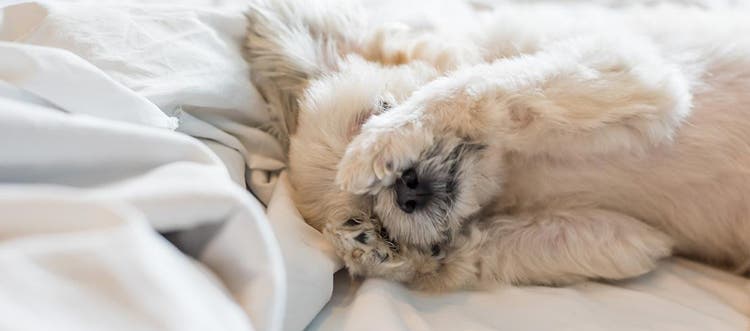 Flea free dog lying in bed