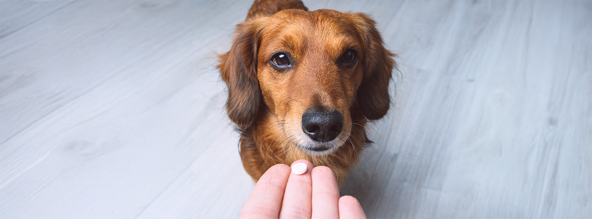 Tutor administrando comprimido antipulgas oral para cachorro
