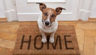 Jack Russell Terrier on doormat