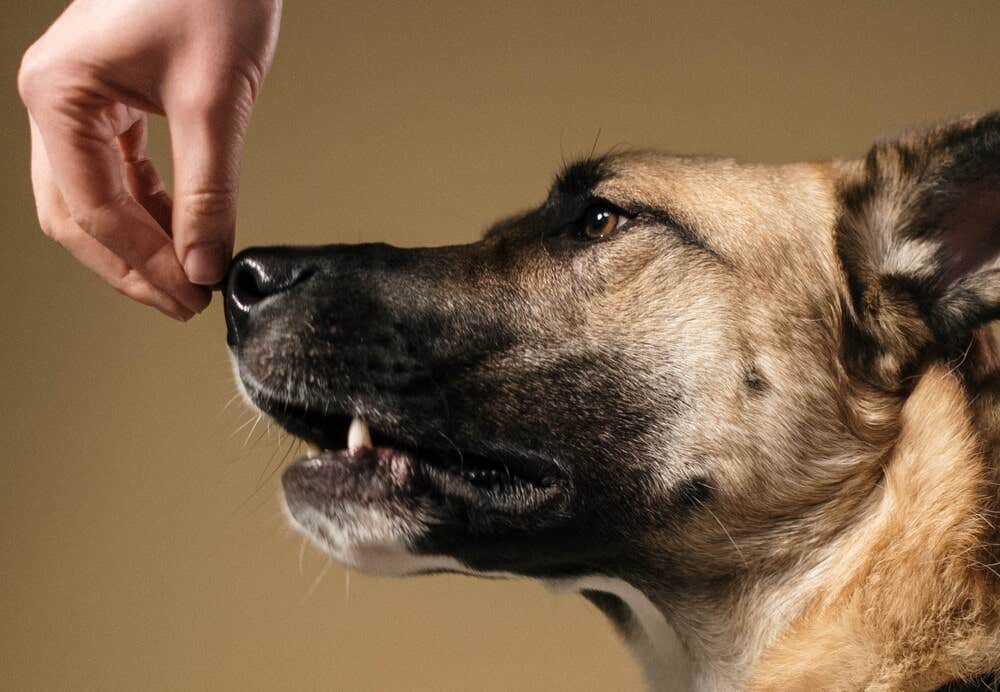 Nosework