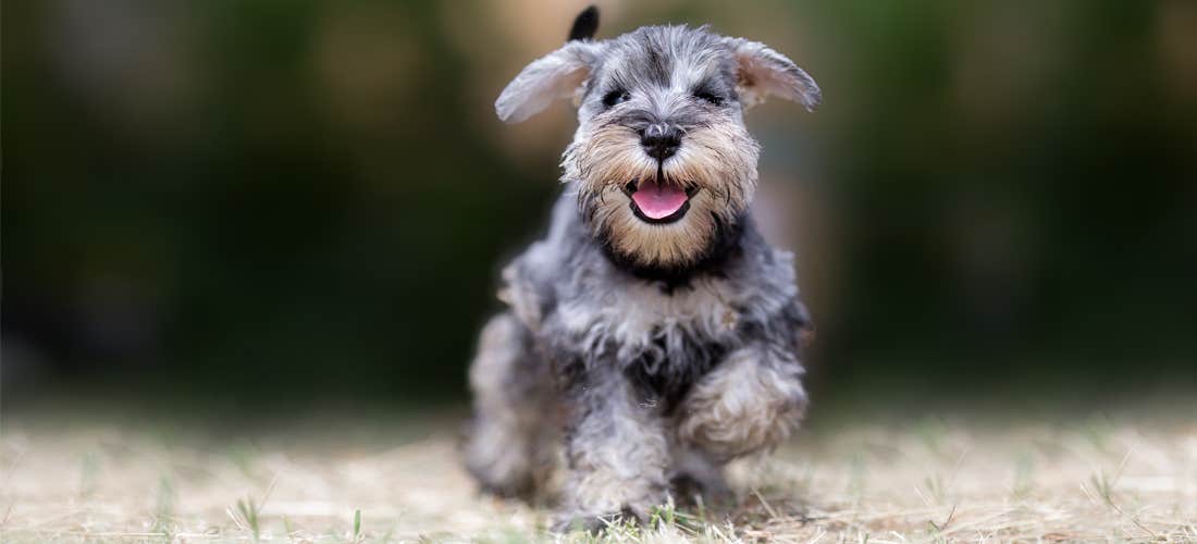 Fem roliga alternativa sätt rasta din hund