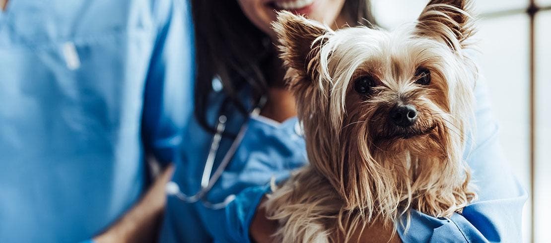 Veterinarian holding a happy and healthy-looking Yorkshire Terrier.