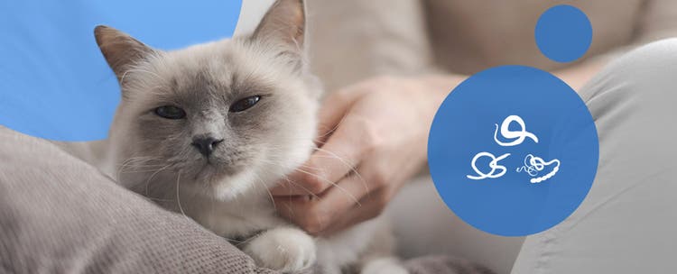 Siamese cats get scritches with worms icons 