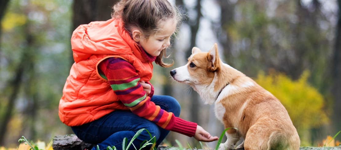 A girl with a corgi in the woods during fall season.