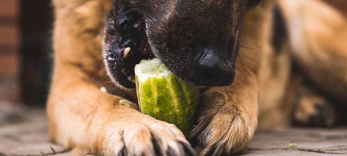 A German shepherd eating a cucumber outside.