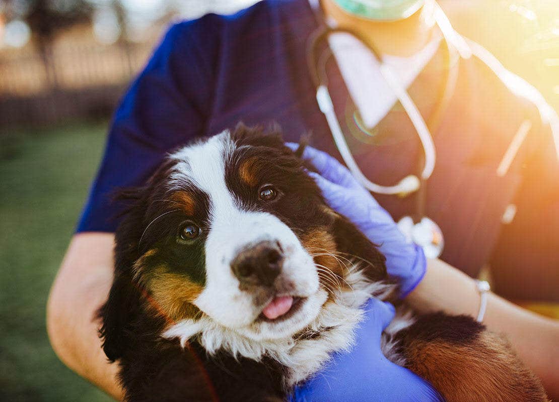 Cão Bernese da Montanha em colo de veterinário
