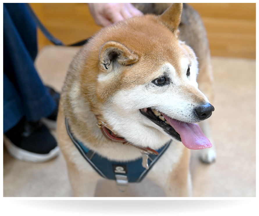 柴犬・カイくん