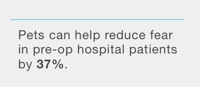 Pets can help reduce fear in hospital patients by 37%.