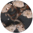 larve delle pulci 