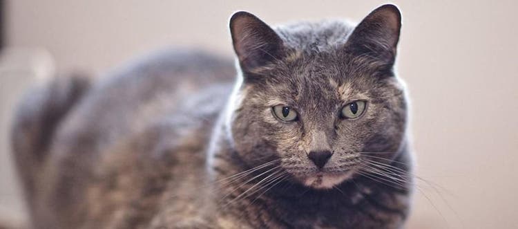 En gråfärgad katt som sitter och tittar in i kameran 