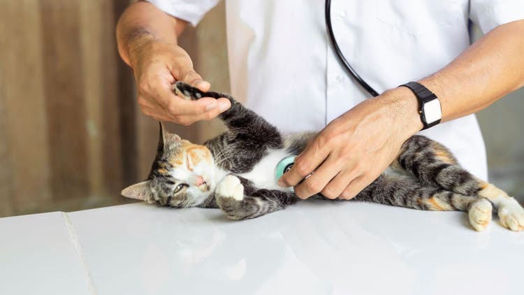 médico veterinário e um gato
