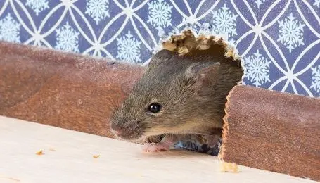 Mouse carrying fleas