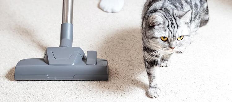 Pulizia con aspirapolvere per eliminare le pulci e proteggere il gatto da infestazioni
