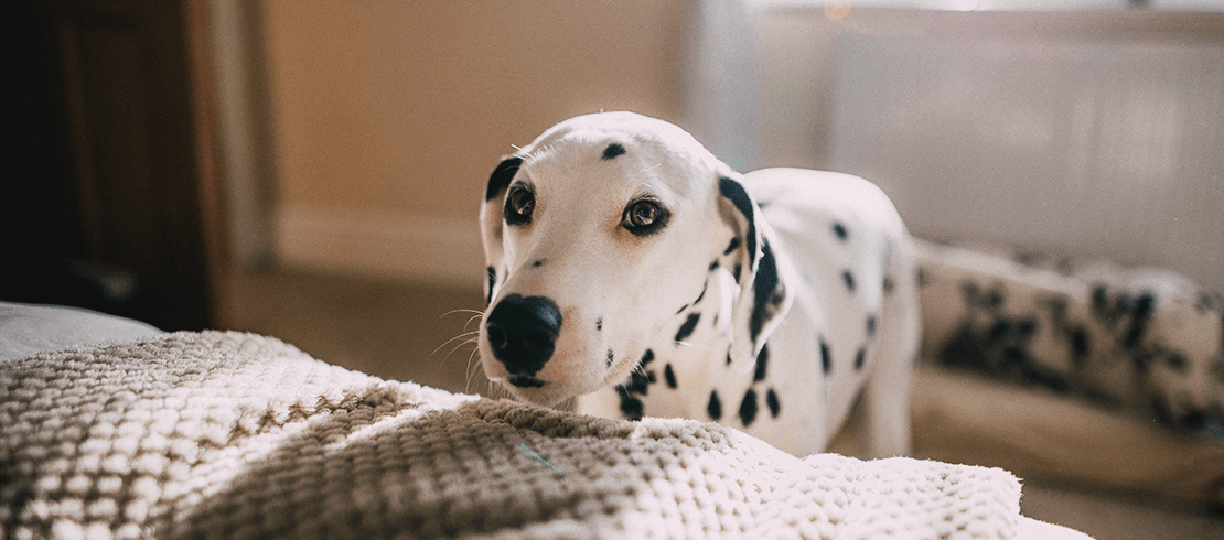 Dalmatian puppy in the home