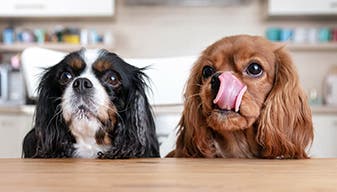 Two spaniels waiting eagerly for endurosyn probiotic oral gel 