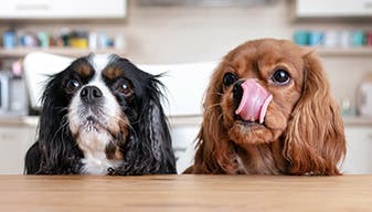 Two spaniels waiting eagerly for endurosyn probiotic oral gel
