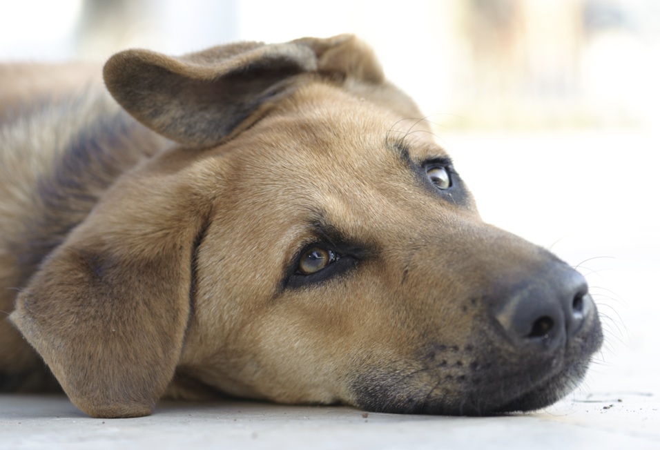 brown-dog-lying-down
