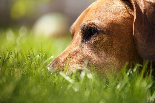 Hunde kan få hjertelungeorm via snegle 