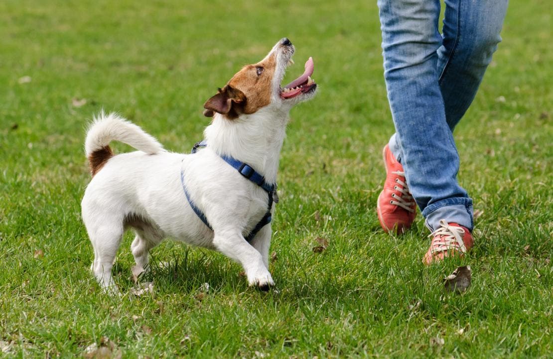 Egy kutya a parkban játszik