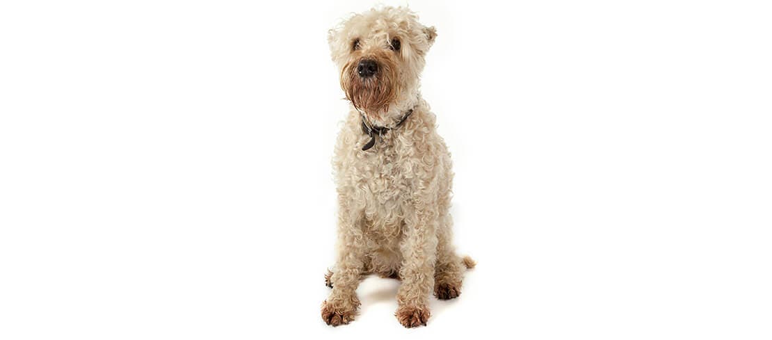 A soft-coated wheaten terrier, which is affectionate and perfect for families with allergies