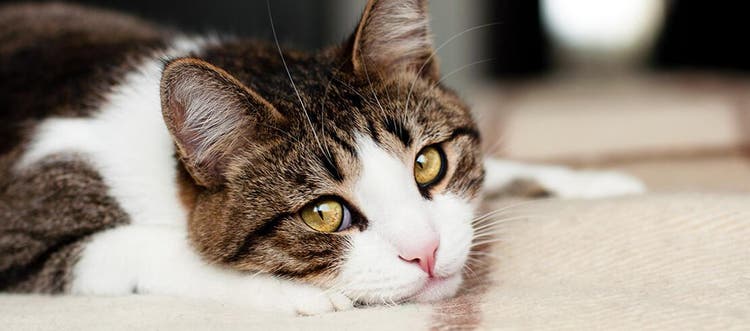 Gato triste deitado em um cobertor