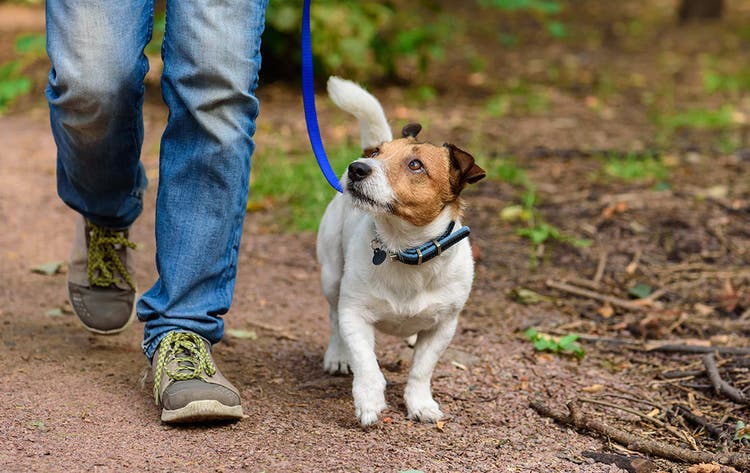 Att vandra under hösten med hund