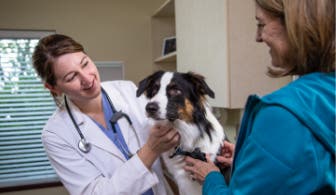 A dog being congratulated by a veterinarian
