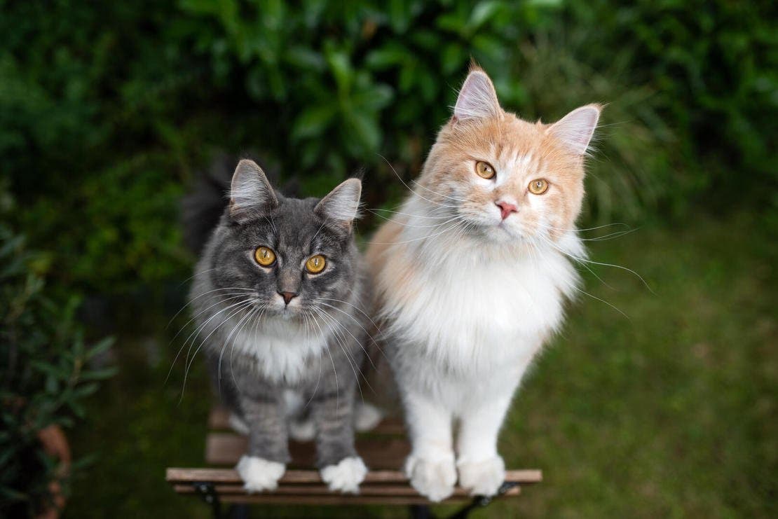 cats exploring in the garden