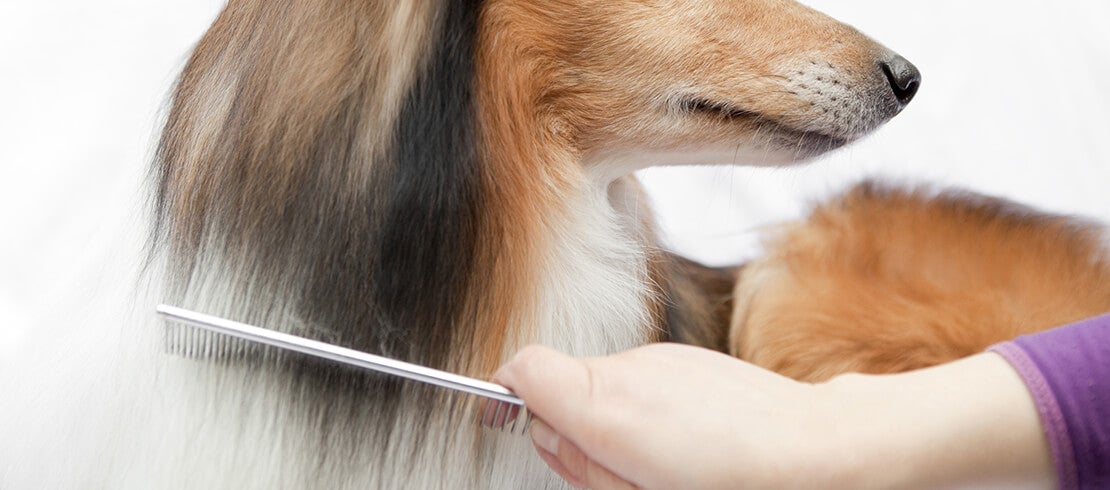 A dog groomer combing a sheltie.