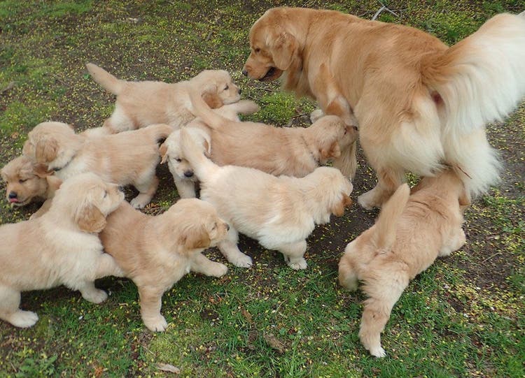 Matka golden retrieverka bawi się ze swoimi szczeniakami