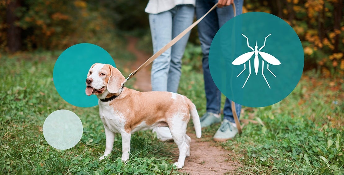 How To Treat And Prevent Mosquito Bites On Dogs