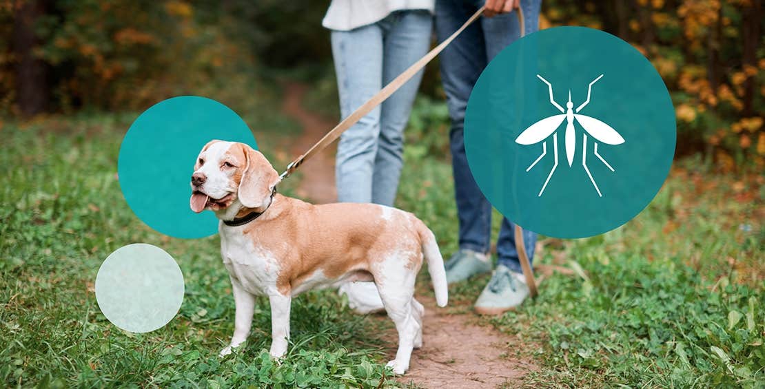 Dog on a leash on a walking trail with an icon of a mosquito