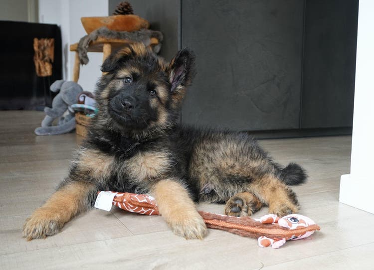 pup_otto_thuis
