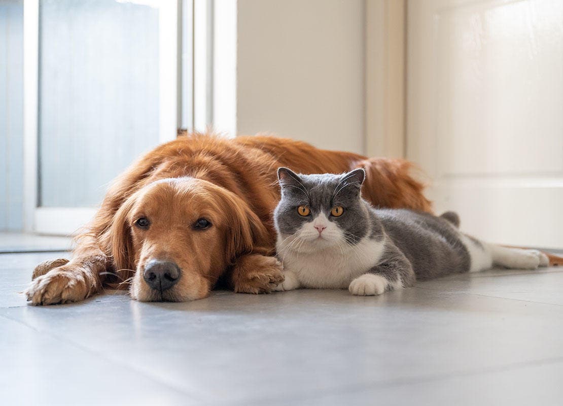 Un gato y un perro protegidos contra pulgas y garrapatas echados en el pasillo
