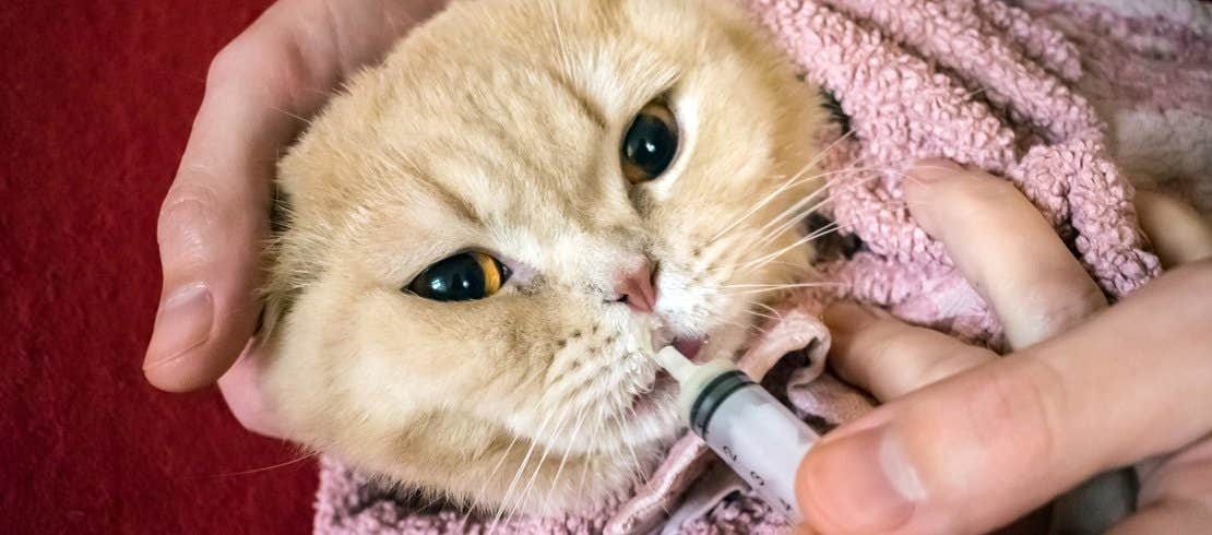 An owner holding a cat that is wrapped in a towel so that they can give their cat liquid medicine.