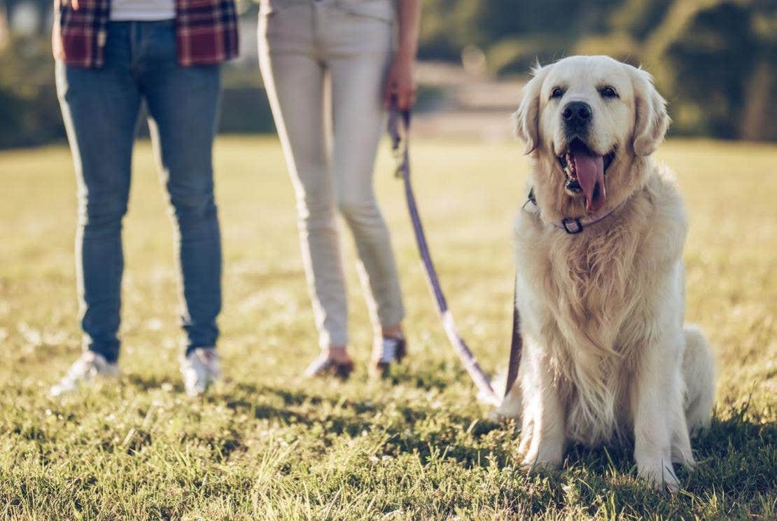 golden retriever com boca aberta