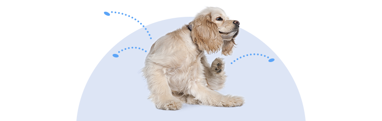 Dog scratching body due to symptoms of flea infestation