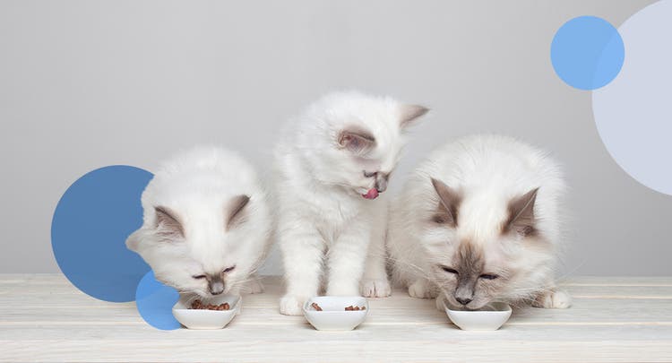 Three white cats eating out of white bowls