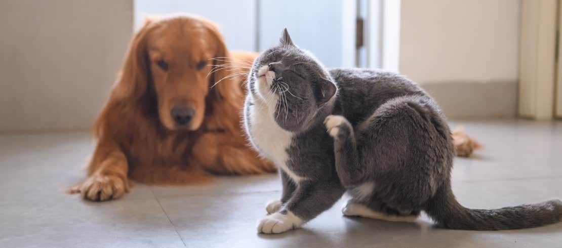 Golden retriever lying next to a gray cat scratching itself.