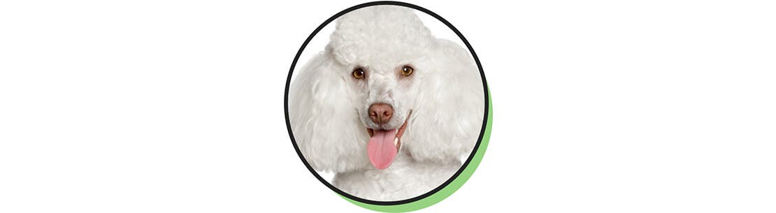 A happy poodle with their tongue out