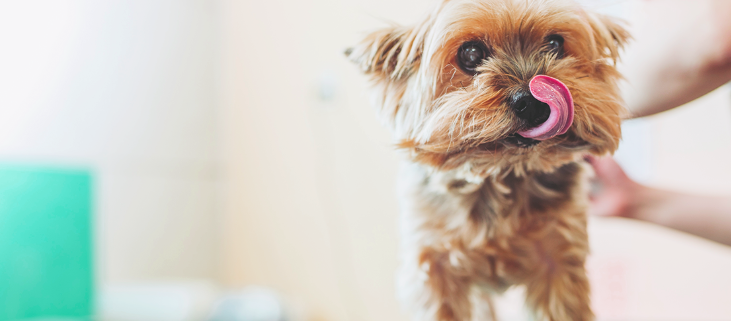 Hold din hund sund og glad. Vær opmærksom på smitte med fransk hjerteorm. 