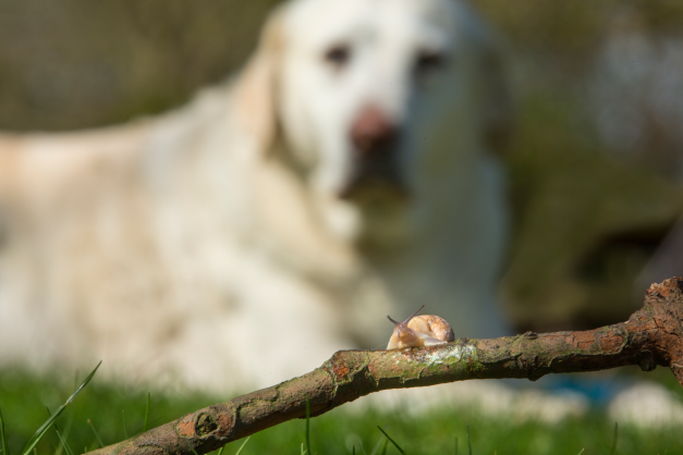 are slugs attracted to dog poop